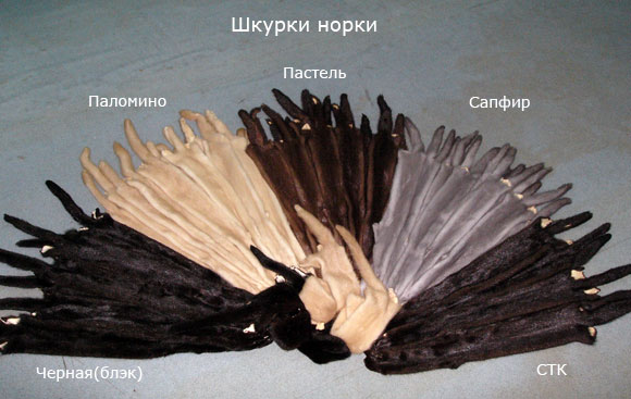 Шкурки Норки Купить